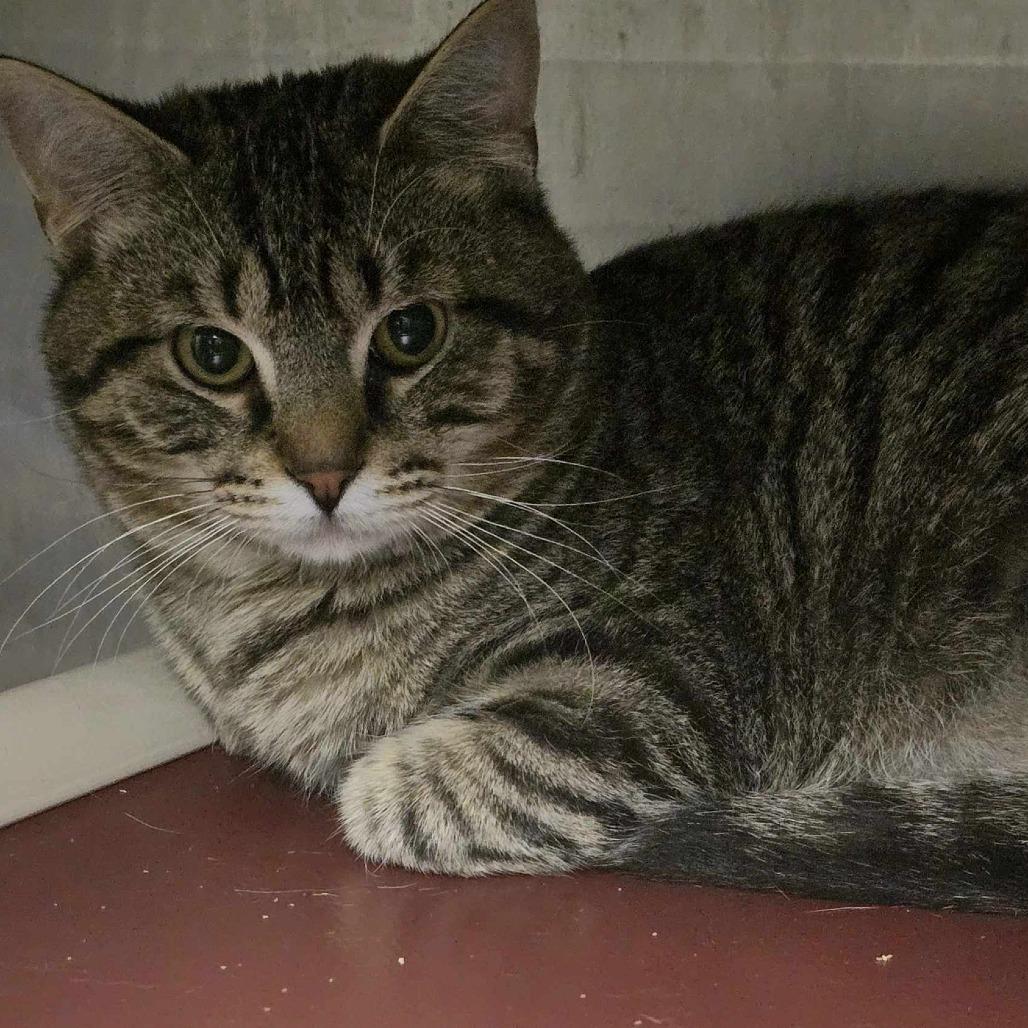 Dash, a Adoptable Domestic Short Hair in Sand Springs, OK image 1/4