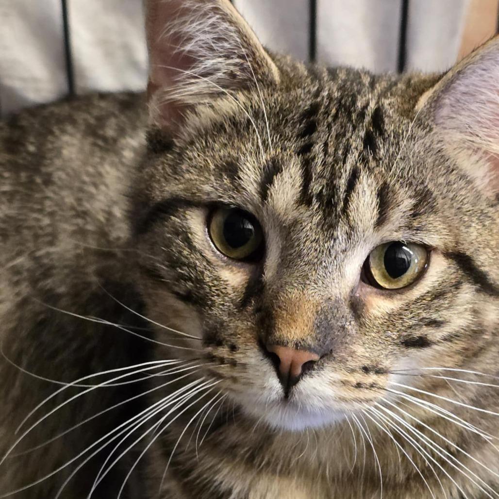 Dash, a Adoptable Domestic Short Hair in Sand Springs, OK image 2/4