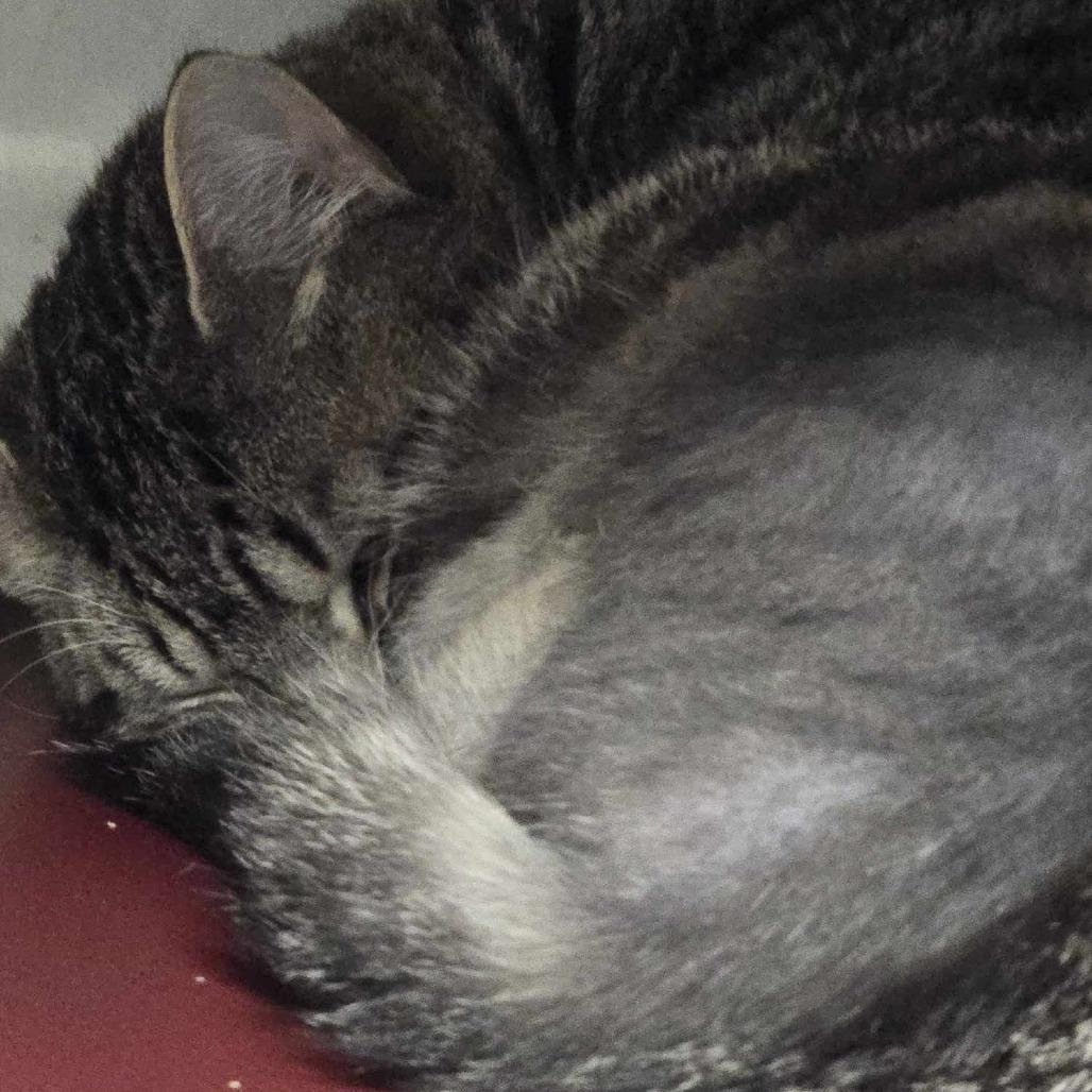 Dash, a Adoptable Domestic Short Hair in Sand Springs, OK image 3/4