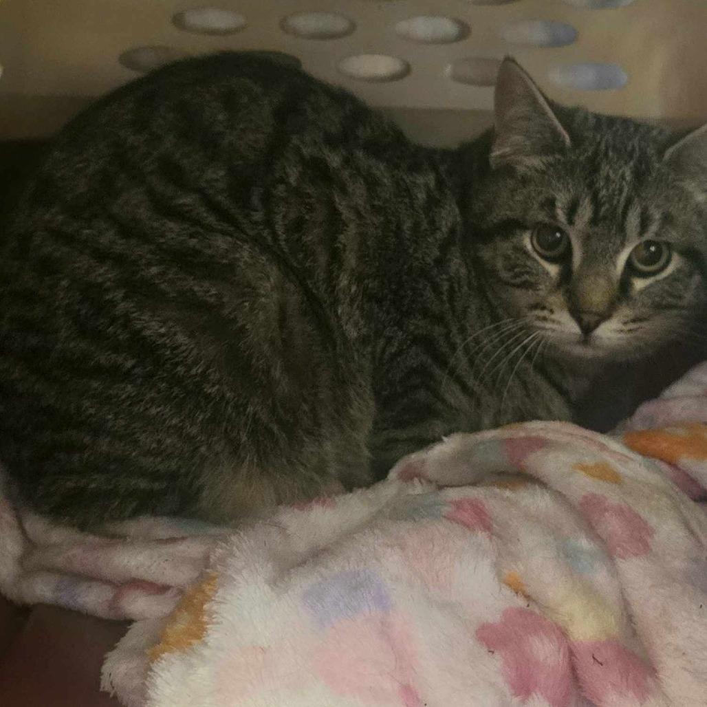 Dash, a Adoptable Domestic Short Hair in Sand Springs, OK image 4/4