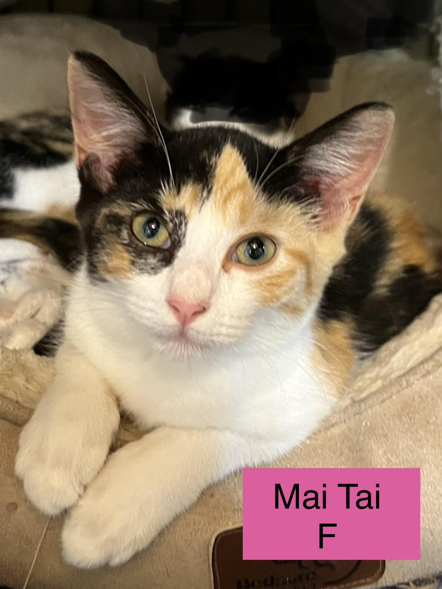 Enlarge Mai Tai, a Adoptable Domestic Short Hair in Sneads Ferry, NC image 1/1