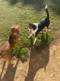 Summer, Adoptable, Young Female Beagle.