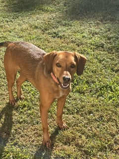 Enlarge Summer, a Adoptable Beagle in Emporia, VA image 2/2