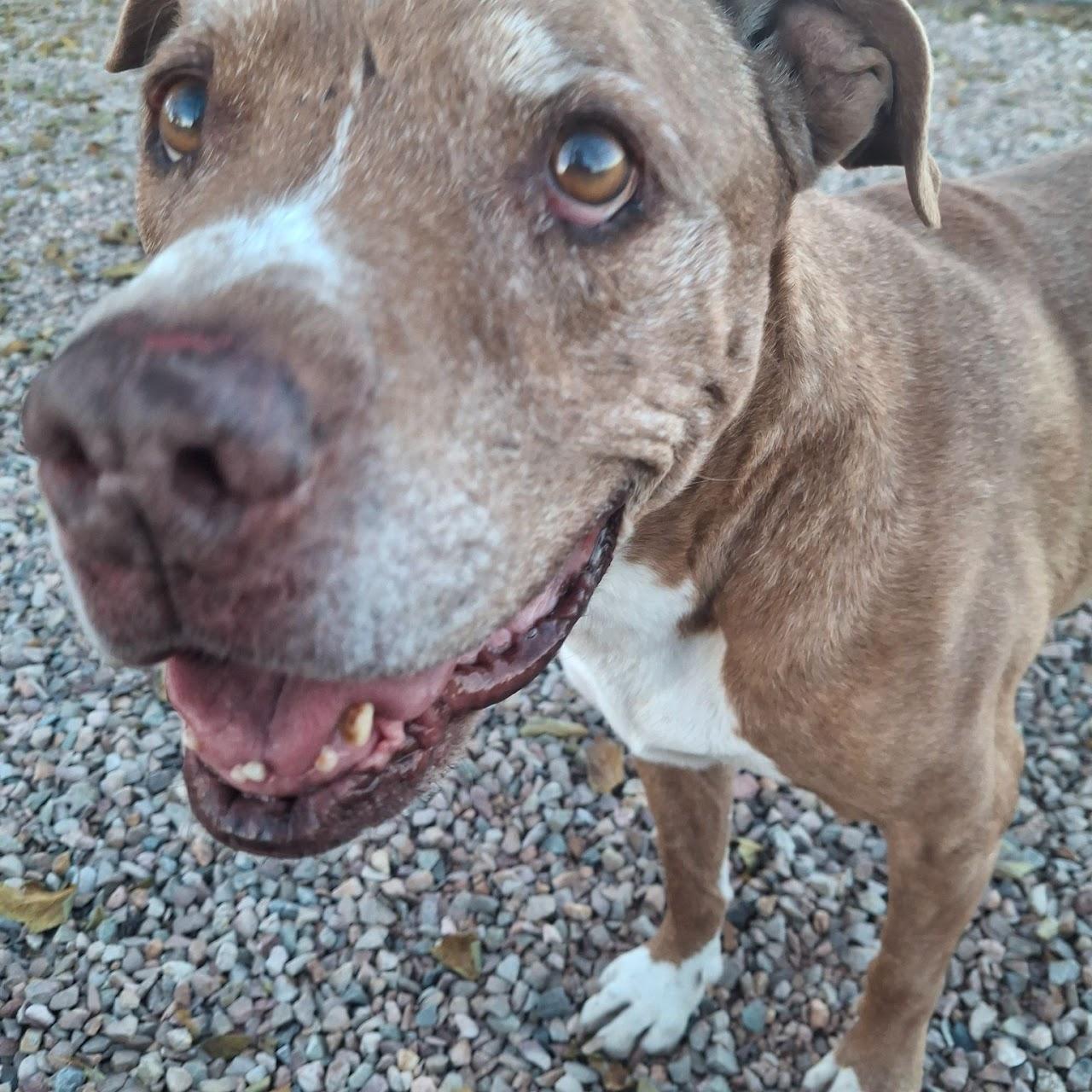 Red, ADOPTABLE, Adult Male Pit Bull Terrier.