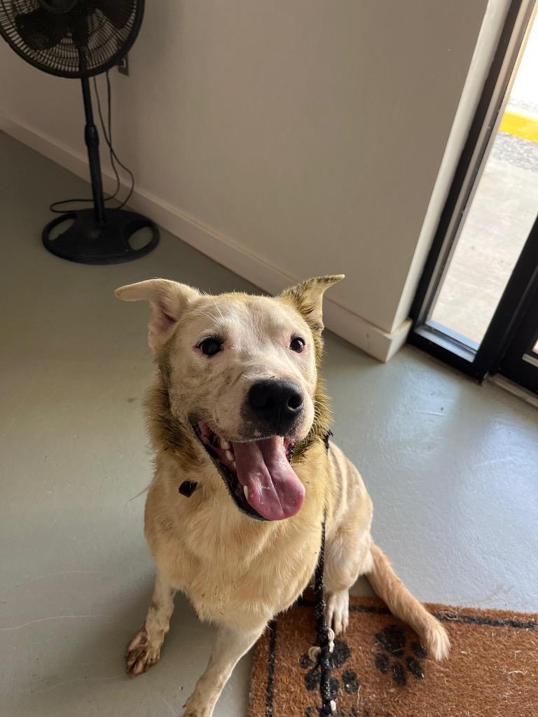 Enlarge Rolly, a Adopted Labrador Retriever in Noble, OK image 1/3