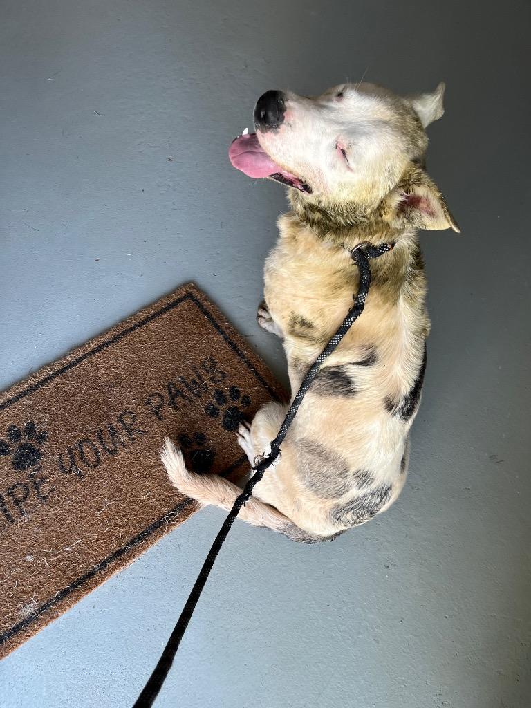 Enlarge Rolly, a Adopted Labrador Retriever in Noble, OK image 2/3