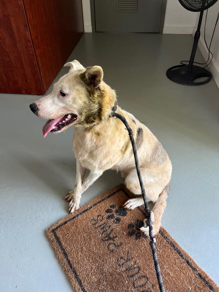 Enlarge Rolly, a Adopted Labrador Retriever in Noble, OK image 3/3