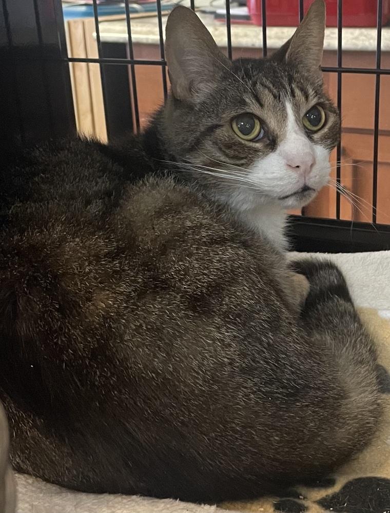 FIV+ SR ZANDER, Adoptable, Adult Male Domestic Short Hair.