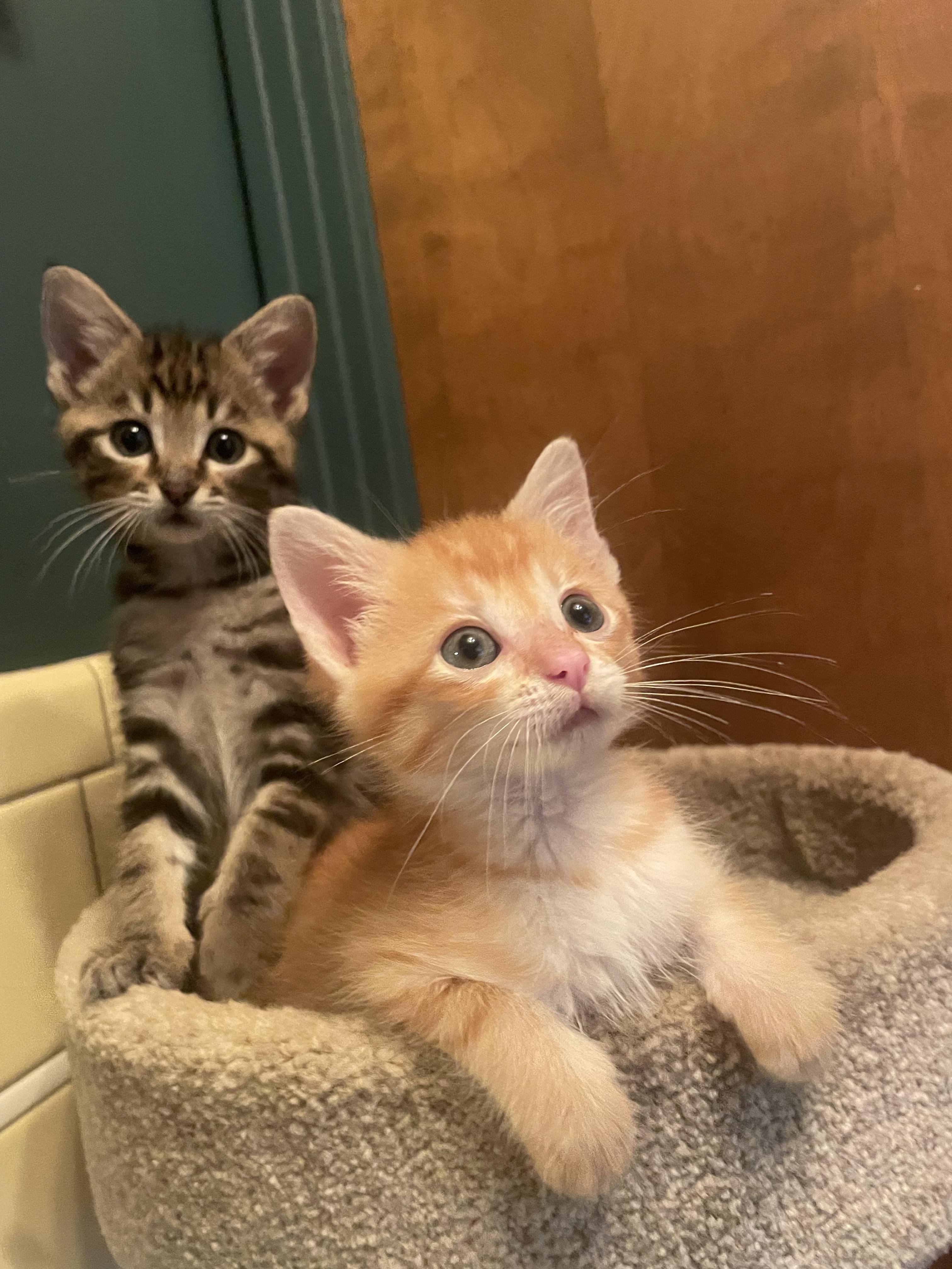 Figarro, Adopted, Kitten Male American Shorthair & British Shorthair.