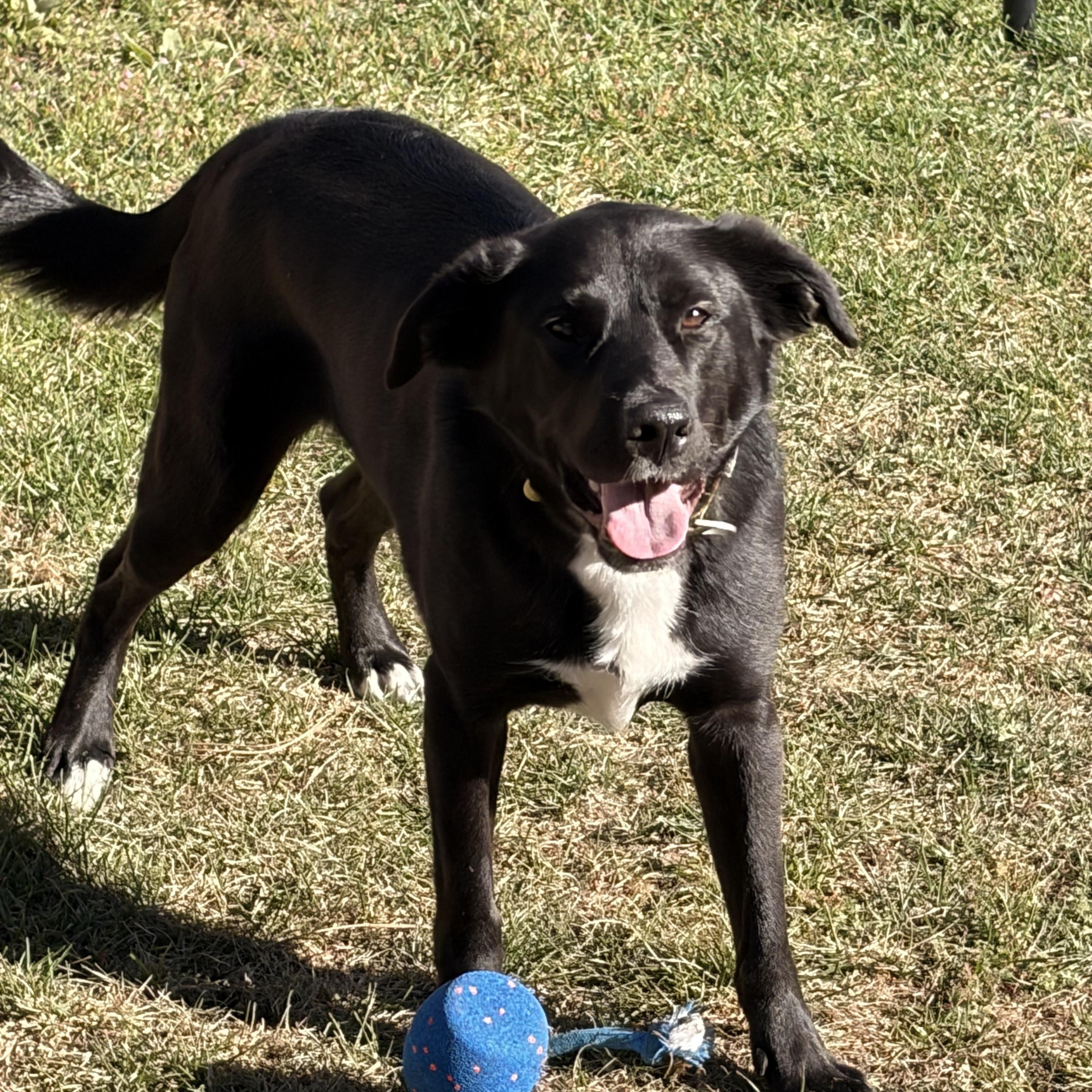 Enlarge Onyx - smart and sweet, a Adoptable mixed breed in Boulder, CO image 2/6