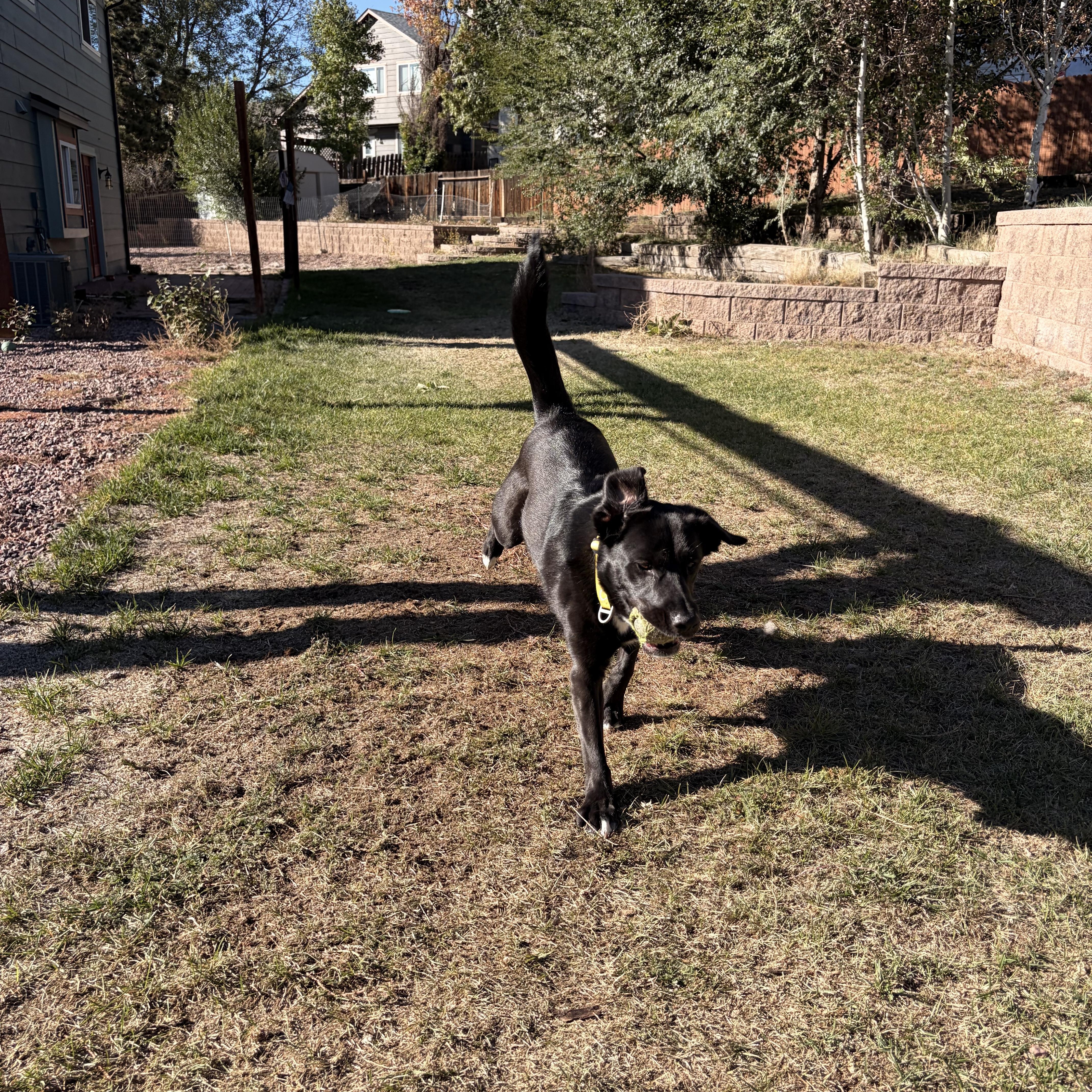 Enlarge Onyx - smart and sweet, a Adoptable mixed breed in Boulder, CO image 3/6
