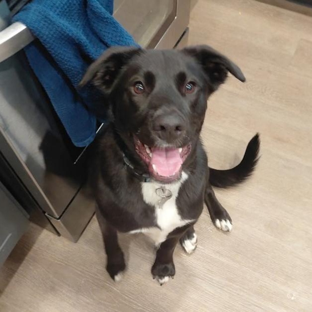 Onyx - smart and sweet, Adoptable, Adult Male Black Labrador Retriever & Border Collie.