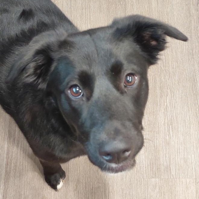Enlarge Onyx - smart and sweet, a Adoptable mixed breed in Boulder, CO image 4/6