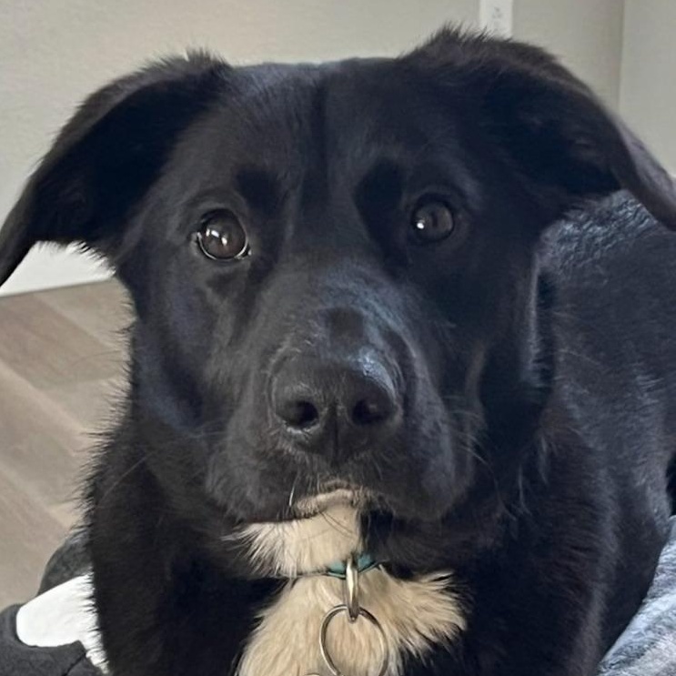 Enlarge Onyx - smart and sweet, a Adoptable mixed breed in Boulder, CO image 5/6