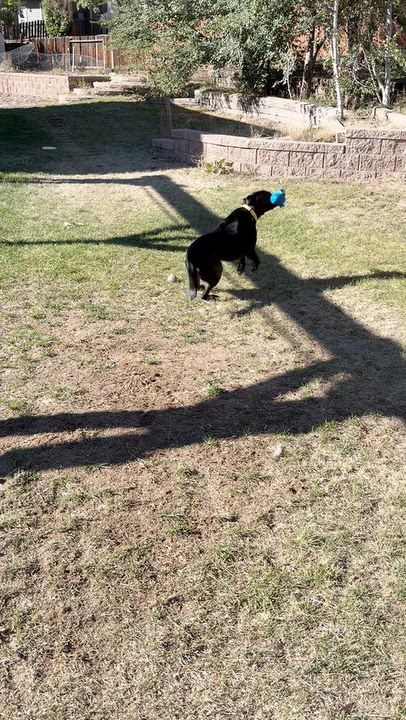 Enlarge Onyx - smart and sweet, a Adoptable mixed breed in Boulder, CO video 6/6