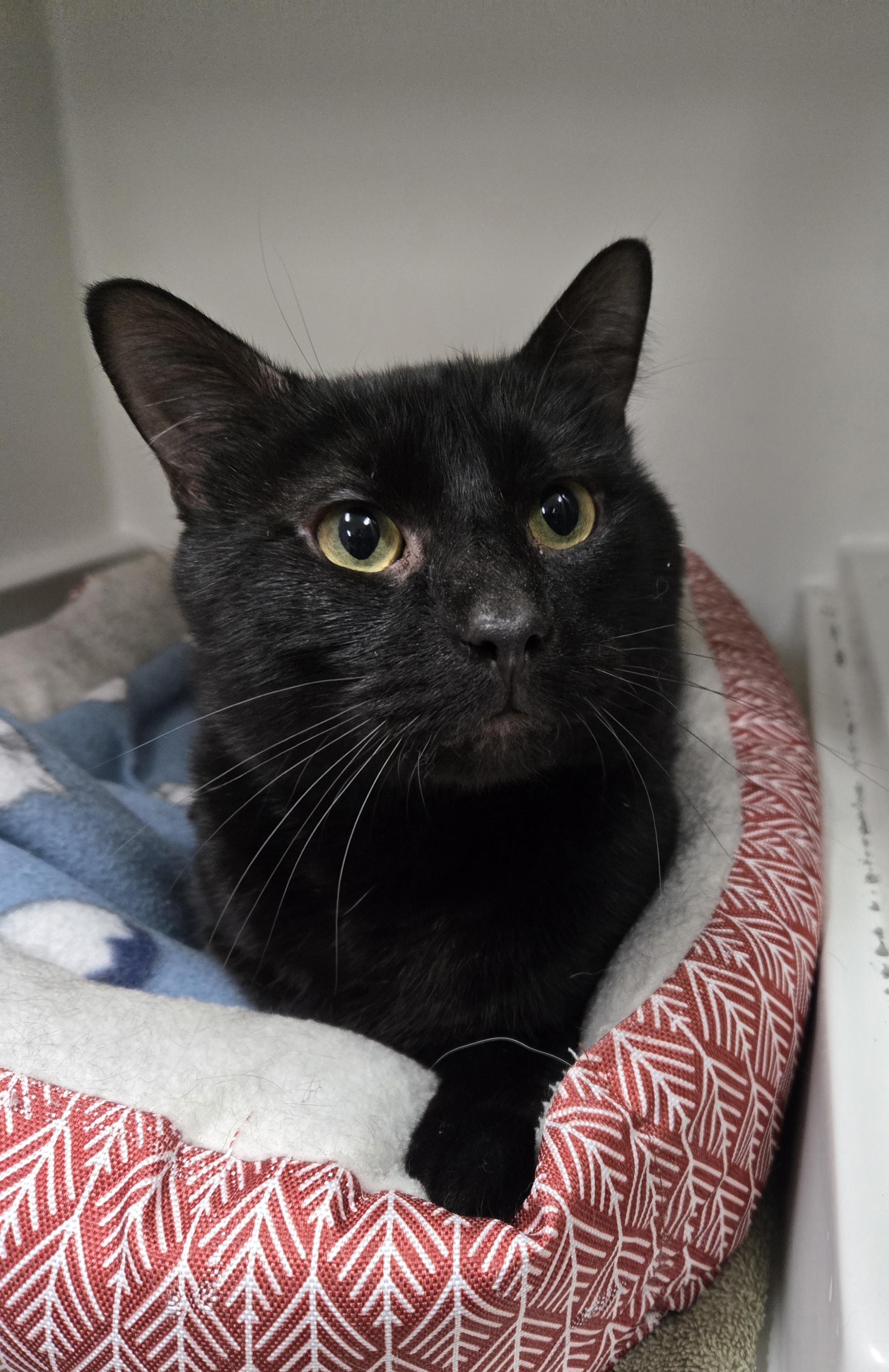 Enlarge Gus-SPONSORED ADOPTION-FREE WITH APPROVED APPLICATION, a Adoptable Domestic Short Hair in Hayward, WI image 1/1