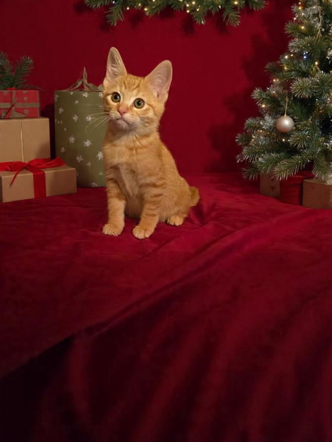 Georgia Weasley, Adopted, Young Female Domestic Short Hair.