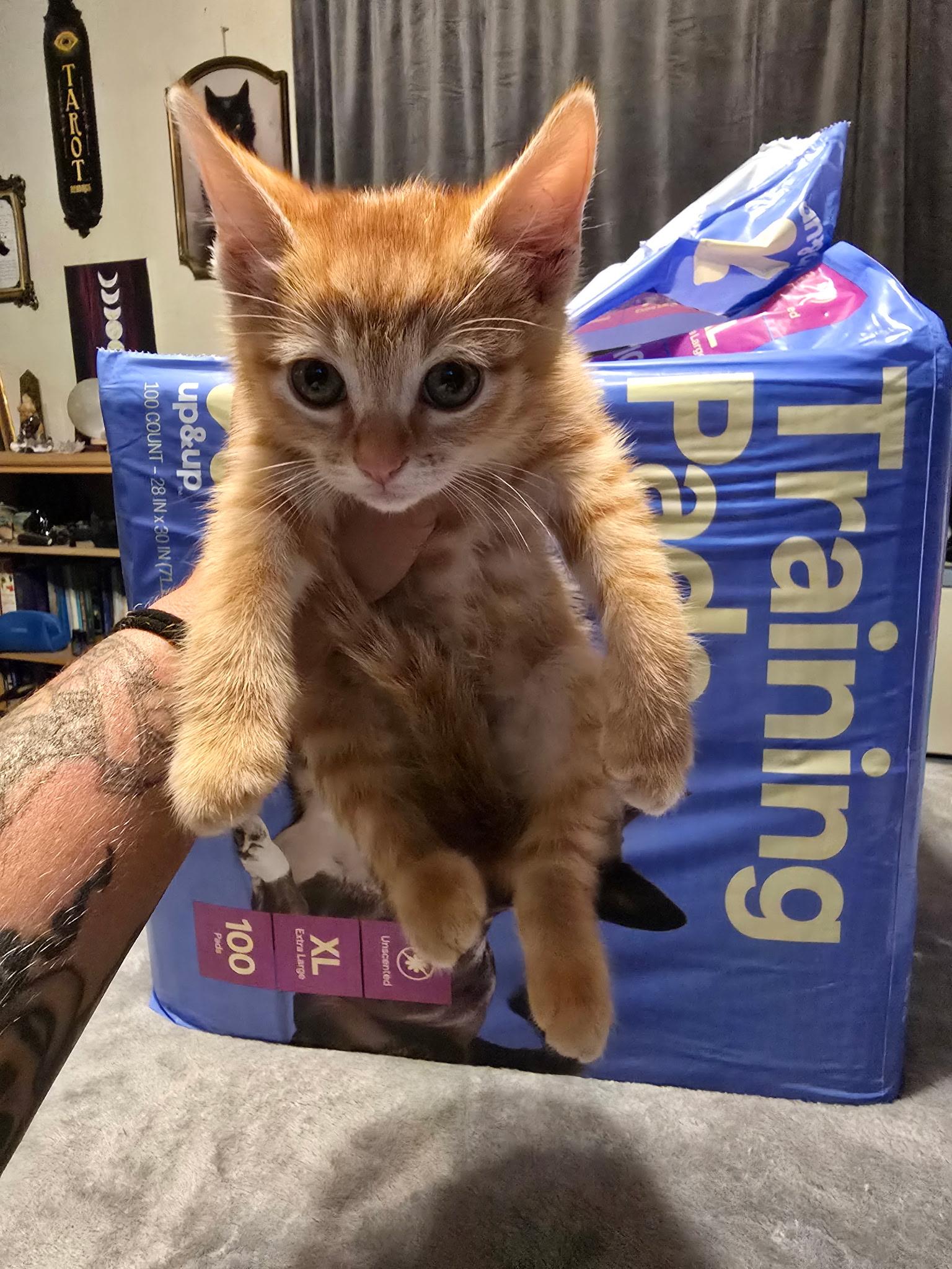 Enlarge Georgia Weasley, a Adopted mixed breed in Dixon, CA image 2/2