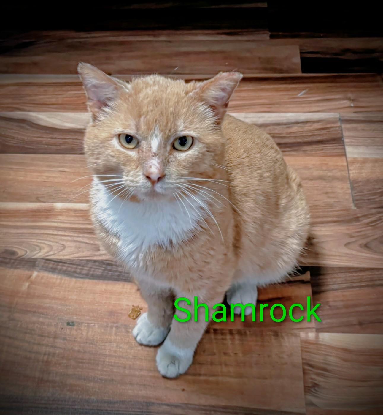 Enlarge Shamrock, an adoptable Domestic Short Hair in Buffalo, NY image 2/3