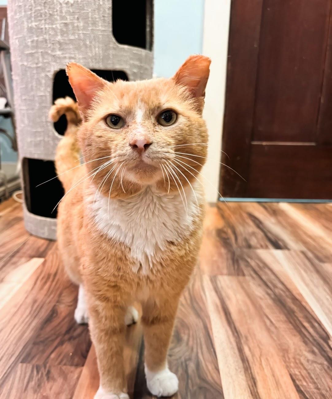 Enlarge Shamrock, an adoptable Domestic Short Hair in Buffalo, NY image 1/3