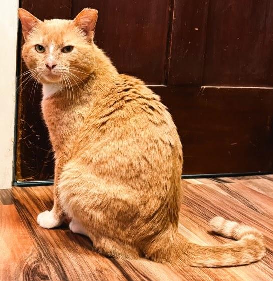 Enlarge Shamrock, an adoptable Domestic Short Hair in Buffalo, NY image 3/3