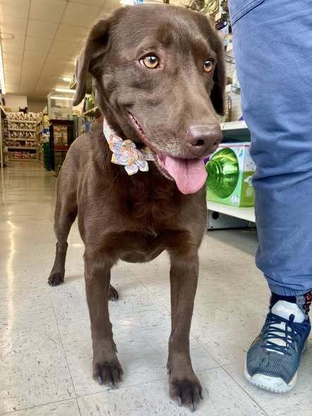 Truffles, a Adoptable mixed breed in Milton, DE image 1/2