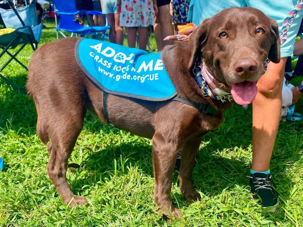 Truffles, Adoptable, Adult Female Labrador Retriever.
