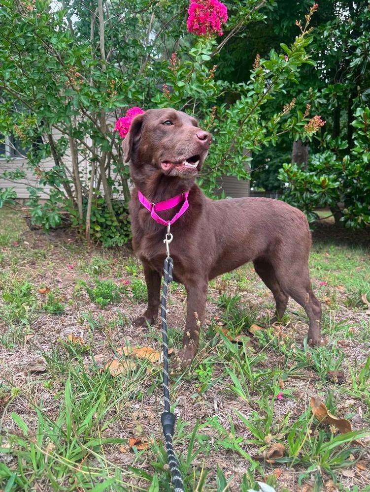 Enlarge Truffles, a Adoptable mixed breed in Milton, DE image 2/3