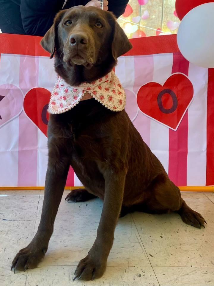 Enlarge Truffles, a Adoptable mixed breed in Milton, DE image 2/6