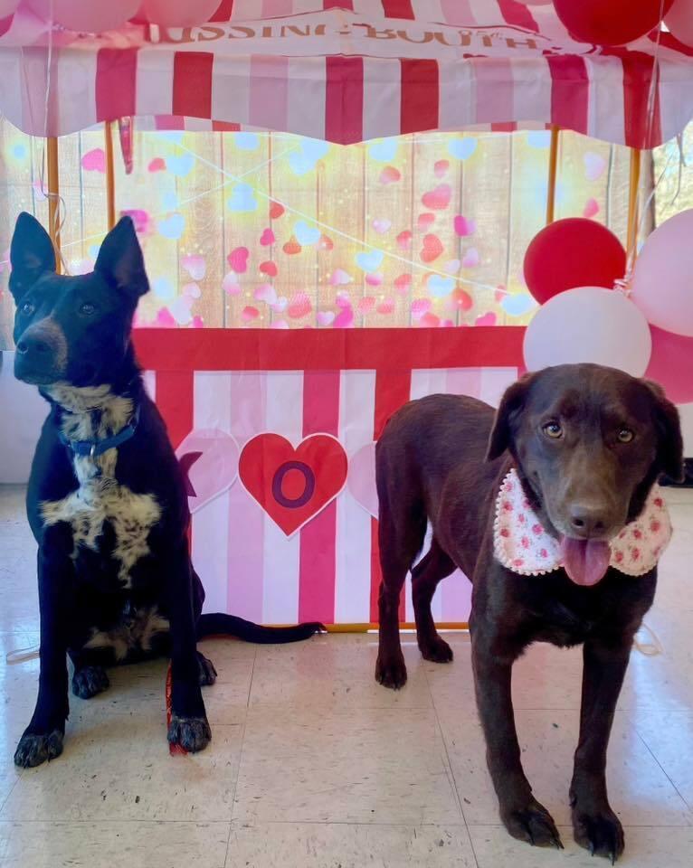 Enlarge Truffles, a Adoptable mixed breed in Milton, DE image 3/6