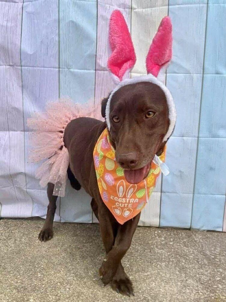 Enlarge Truffles, a Adoptable mixed breed in Milton, DE image 3/6