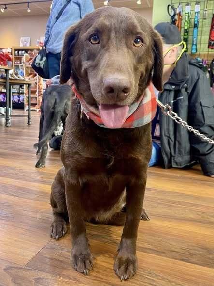 Enlarge Truffles, a Adoptable mixed breed in Milton, DE image 4/6