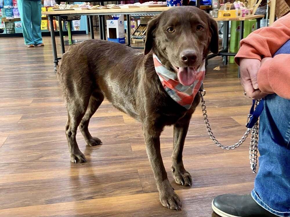 Enlarge Truffles, a Adoptable mixed breed in Milton, DE image 5/6