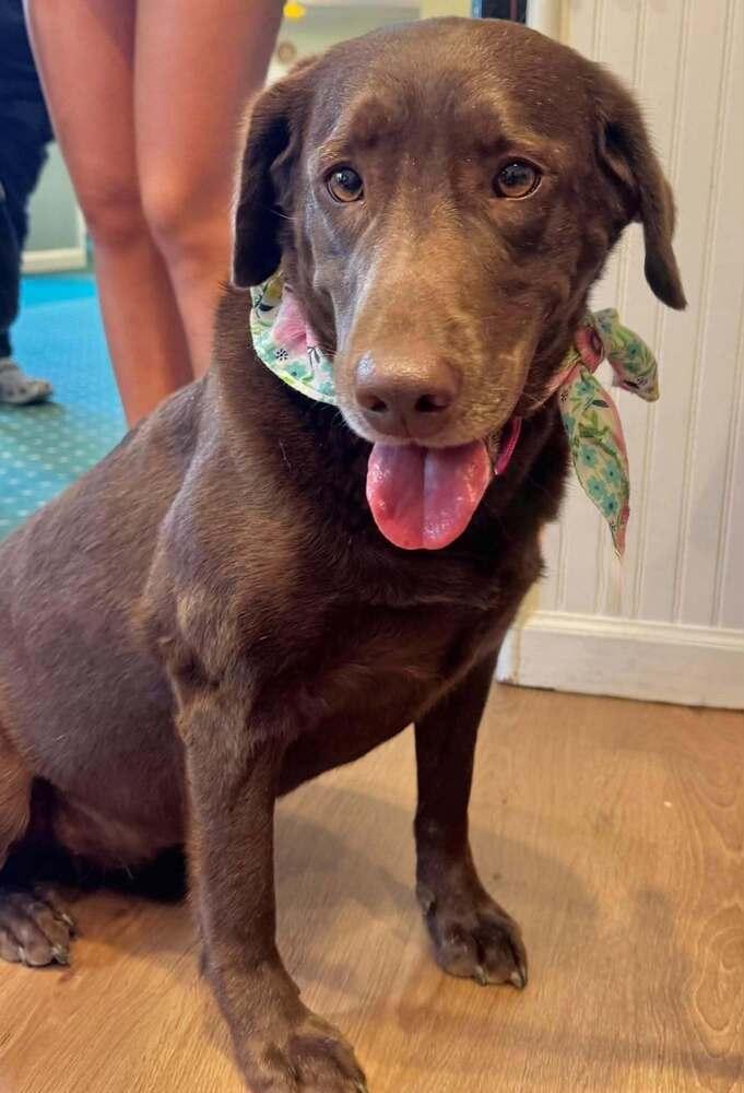 Enlarge Truffles, a Adoptable mixed breed in Milton, DE image 3/4