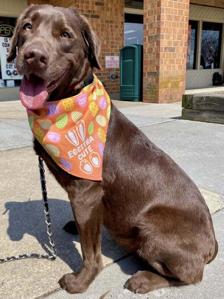Enlarge Truffles, a Adoptable mixed breed in Milton, DE image 6/6
