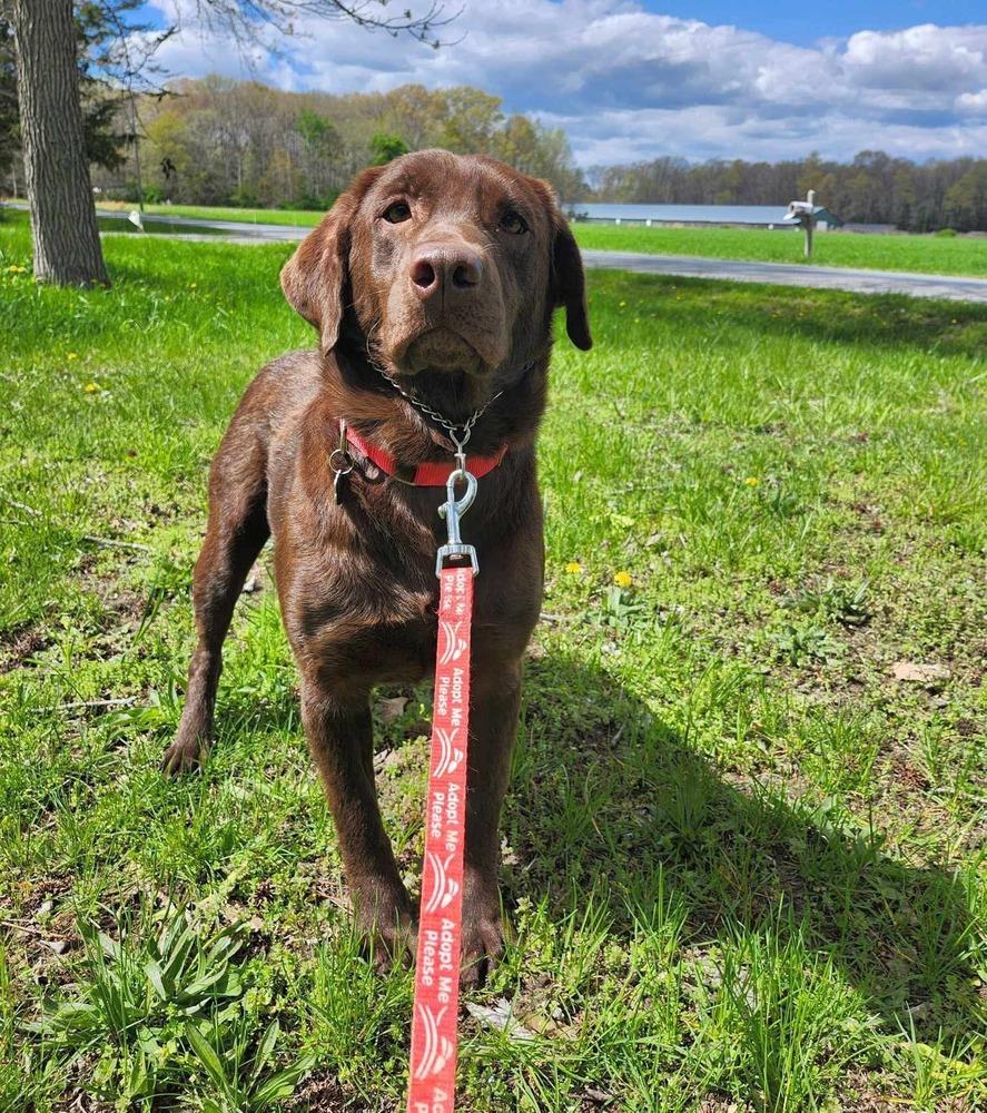 Truffles thumbnail 4