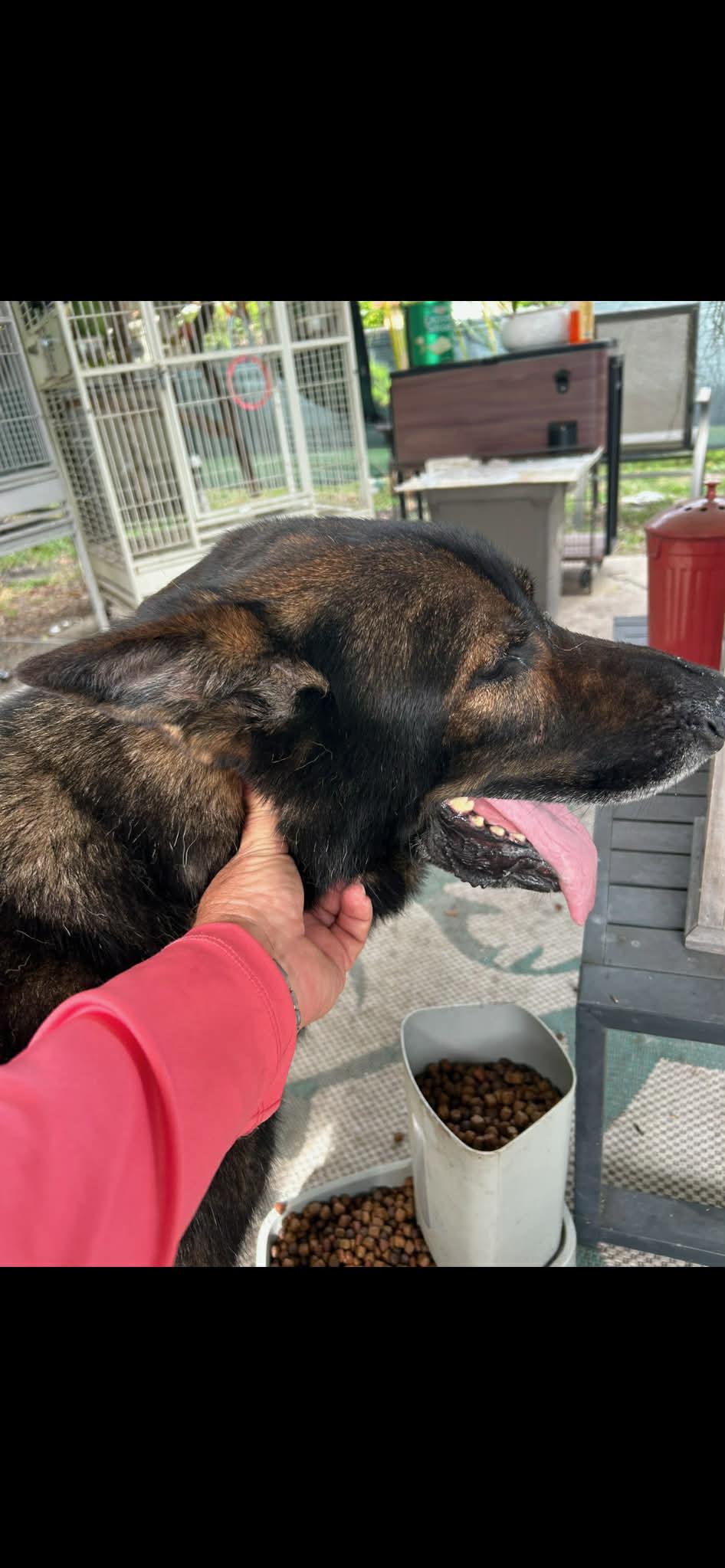 Joey, Adoptable, Senior Male German Shepherd Dog.