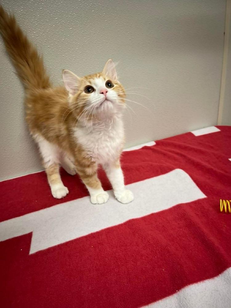 Cantaloupe, Adopted, Kitten Male Domestic Medium Hair.