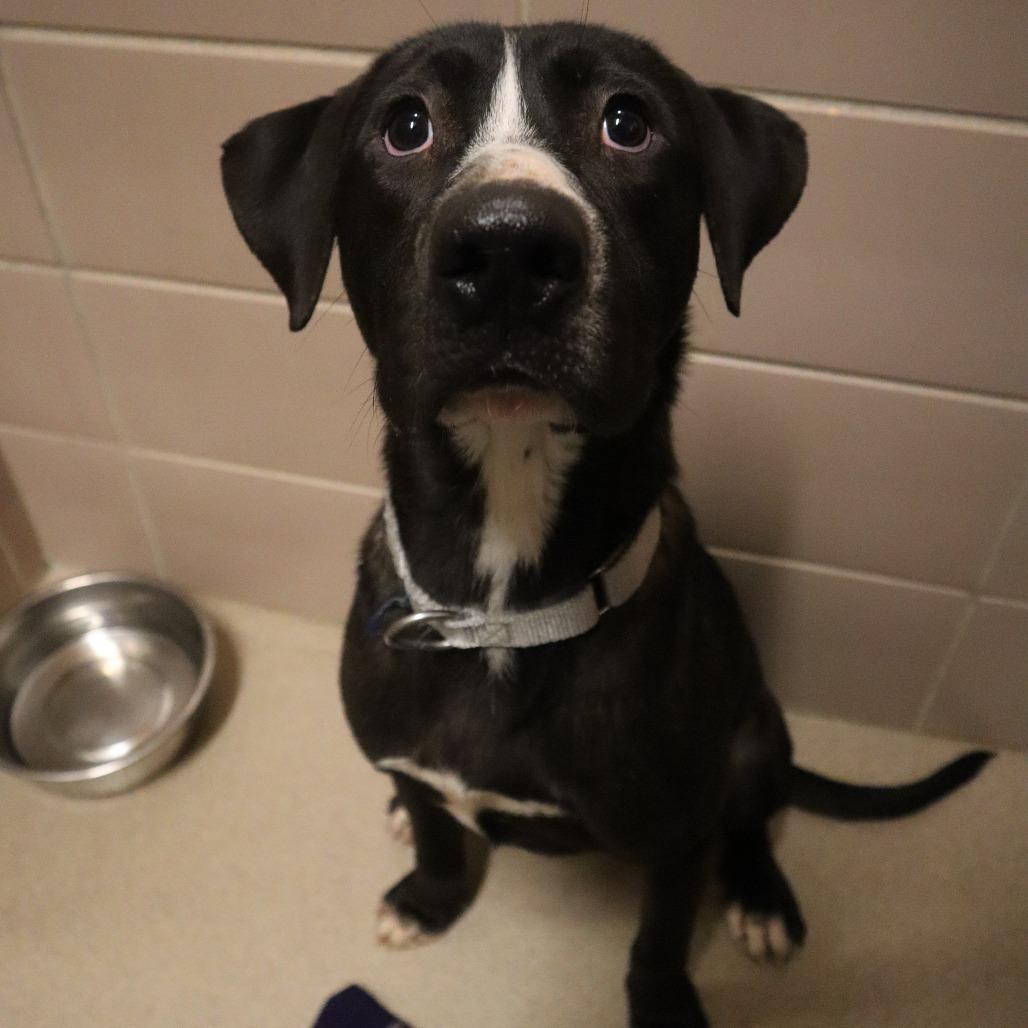 Bear Claw, Adoptable, Young Male Mixed Breed.