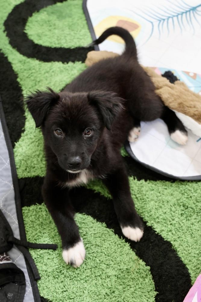 Charlotte, Adoptable, Puppy Female Chihuahua.