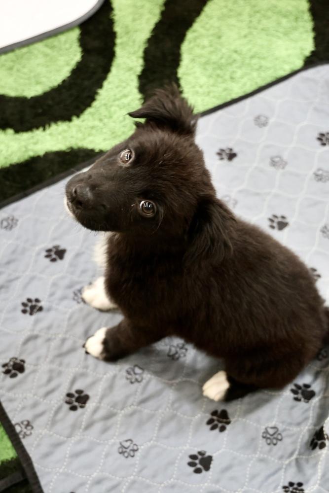 Charlotte, a Adoptable mixed breed in TUCSON, AZ image 2/3