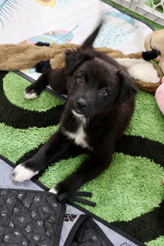 Charlotte, a Adoptable mixed breed in TUCSON, AZ image 3/3