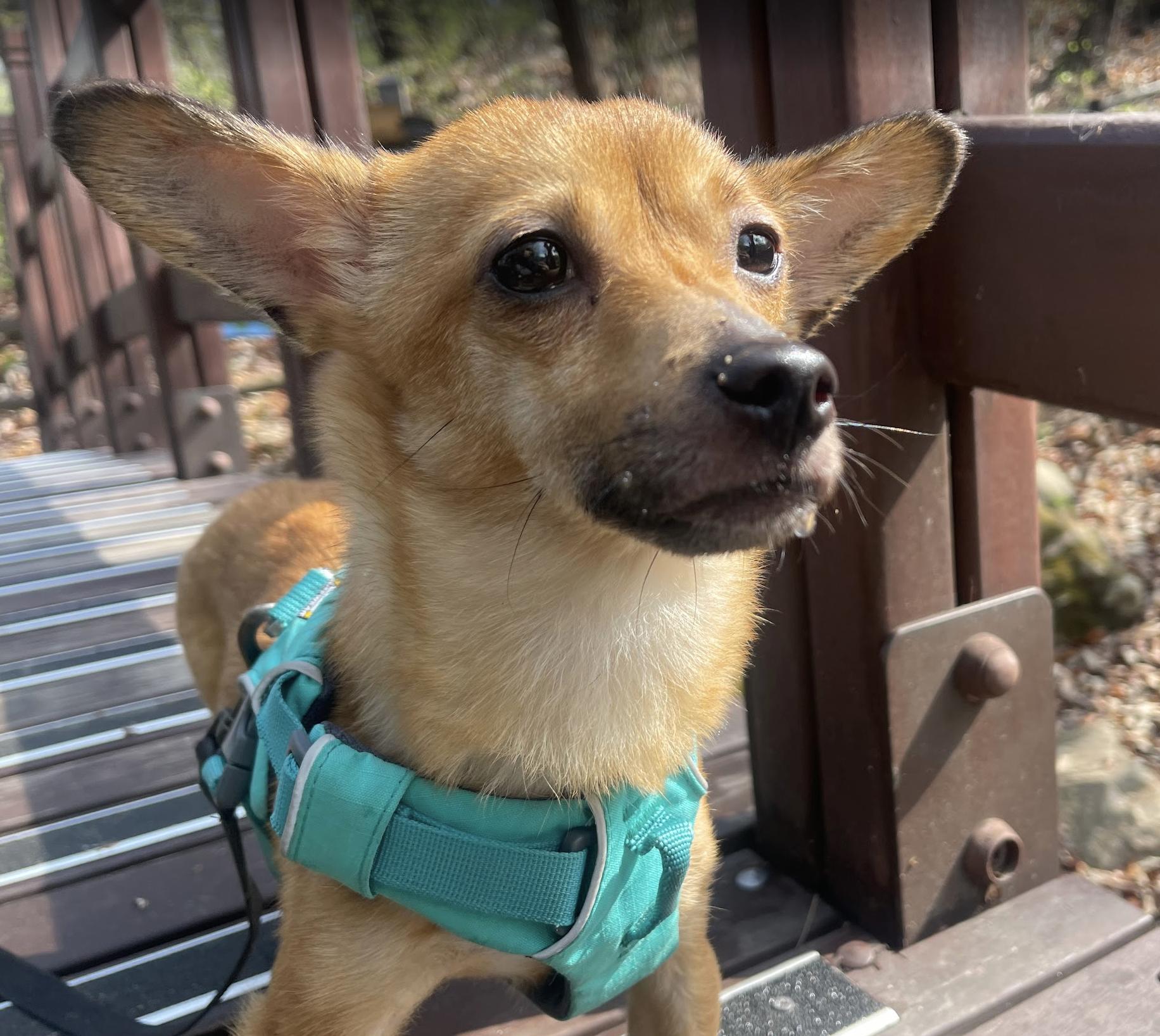 Yuto, a Adoptable mixed breed in Astoria, NY image 2/8