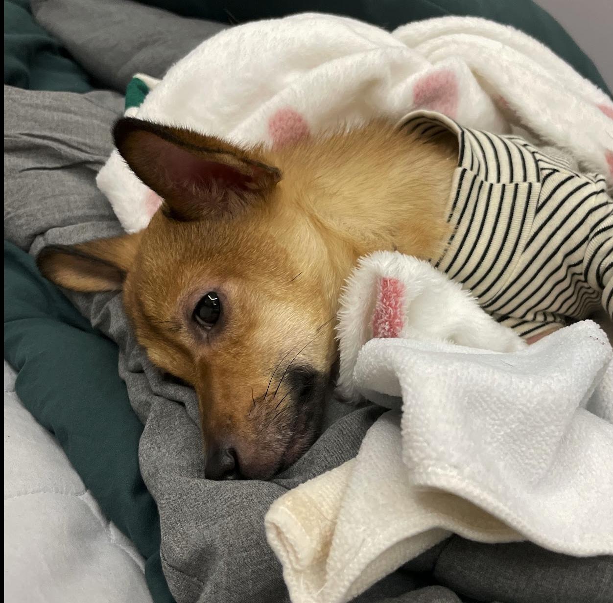 Yuto, a Adoptable mixed breed in Astoria, NY image 3/8