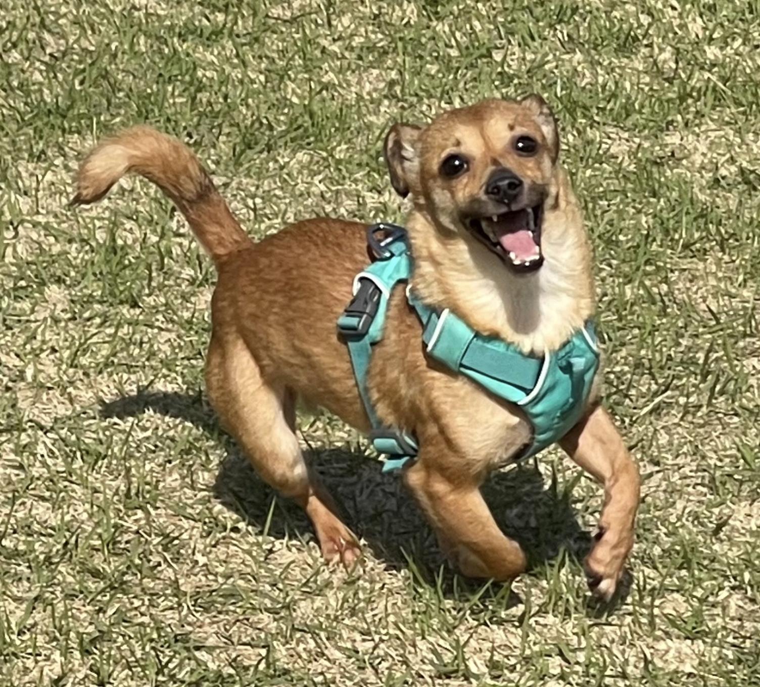 Yuto, a Adoptable mixed breed in Astoria, NY image 4/8