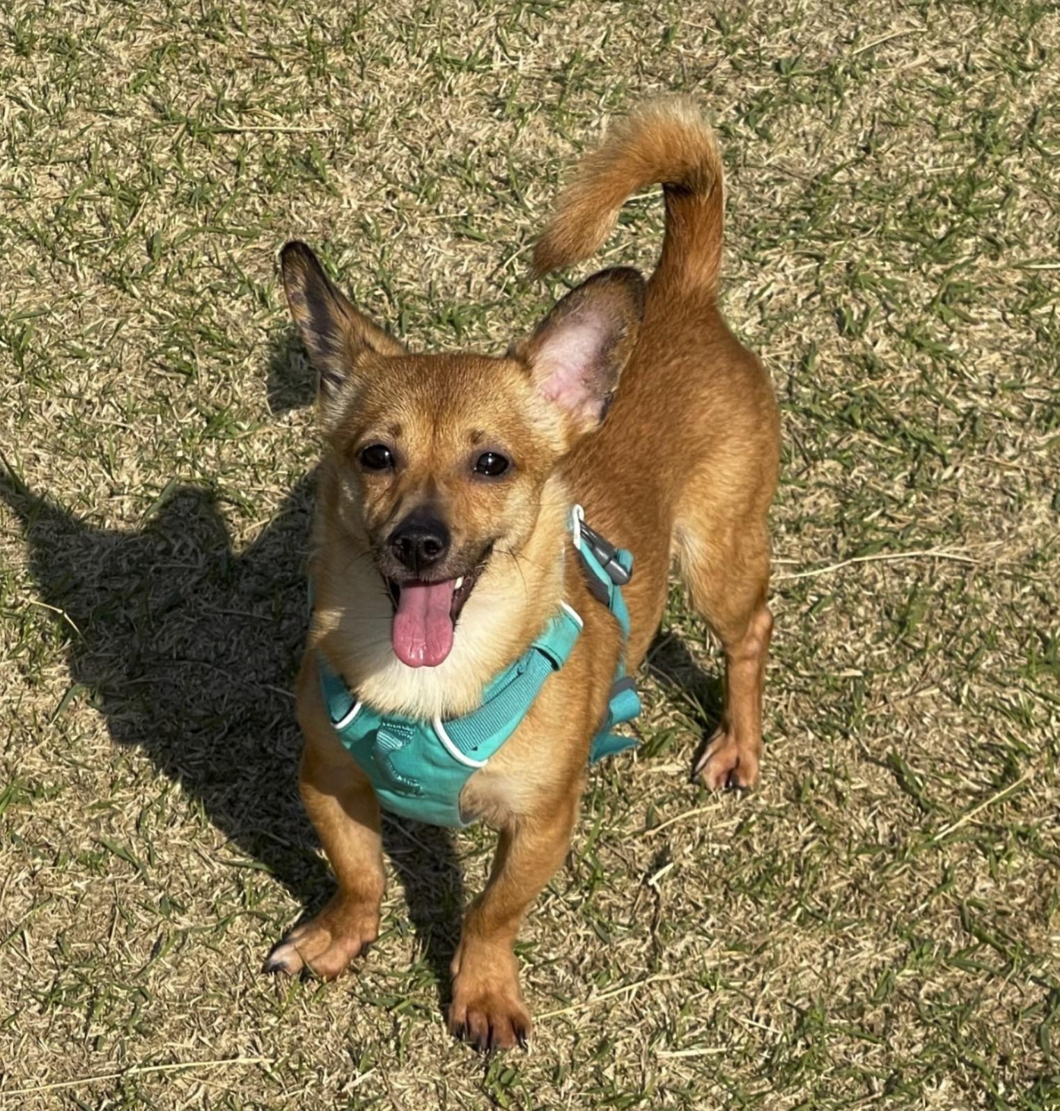 Yuto, Adoptable, Young Male Chihuahua & Dachshund.