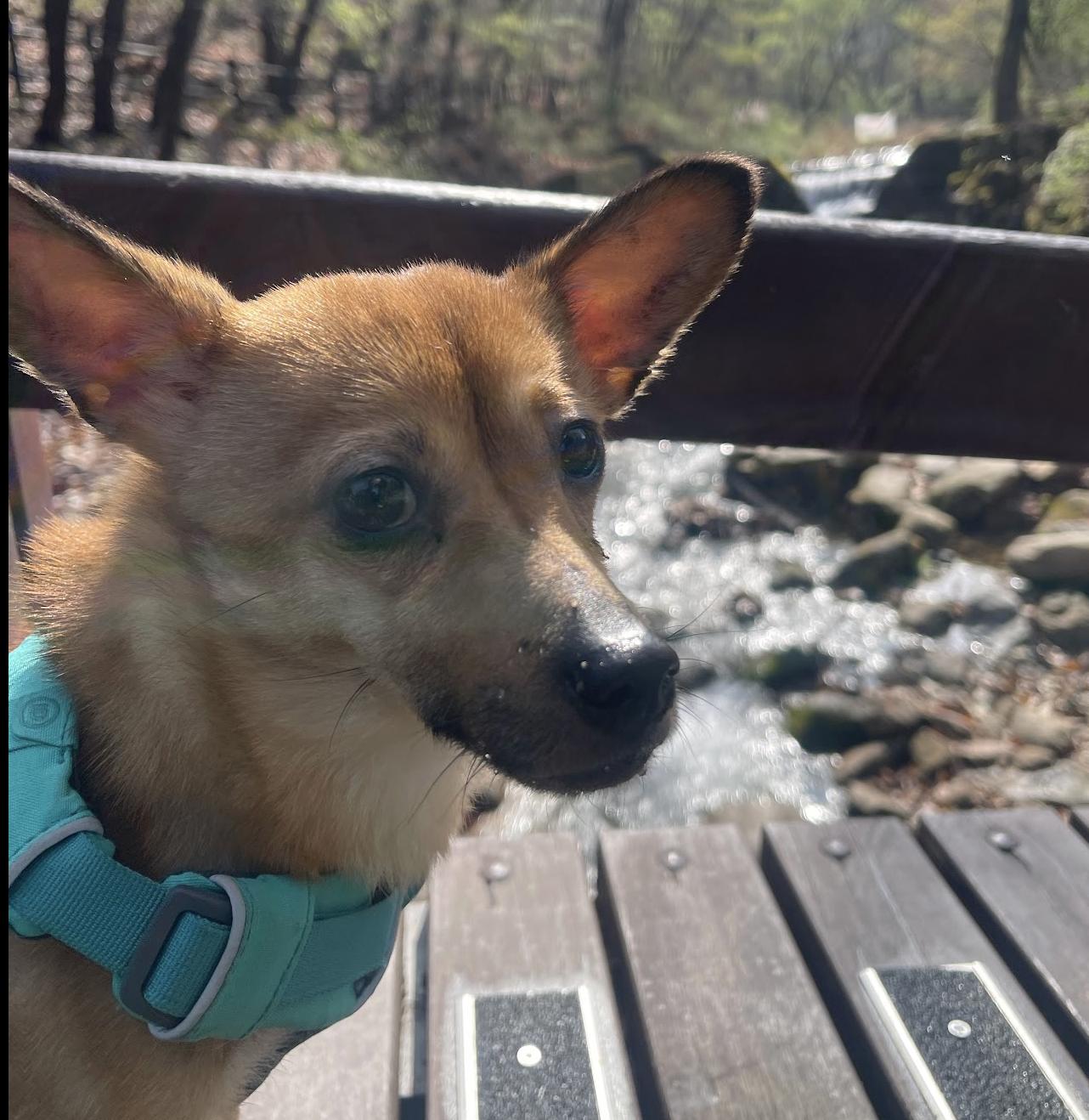 Yuto, a Adoptable mixed breed in Astoria, NY image 5/8