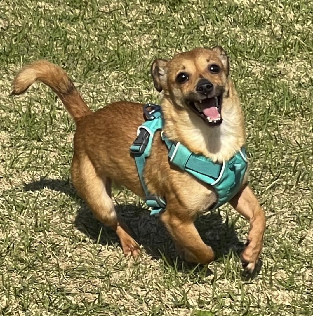 Yuto, a Adoptable mixed breed in Astoria, NY image 6/8