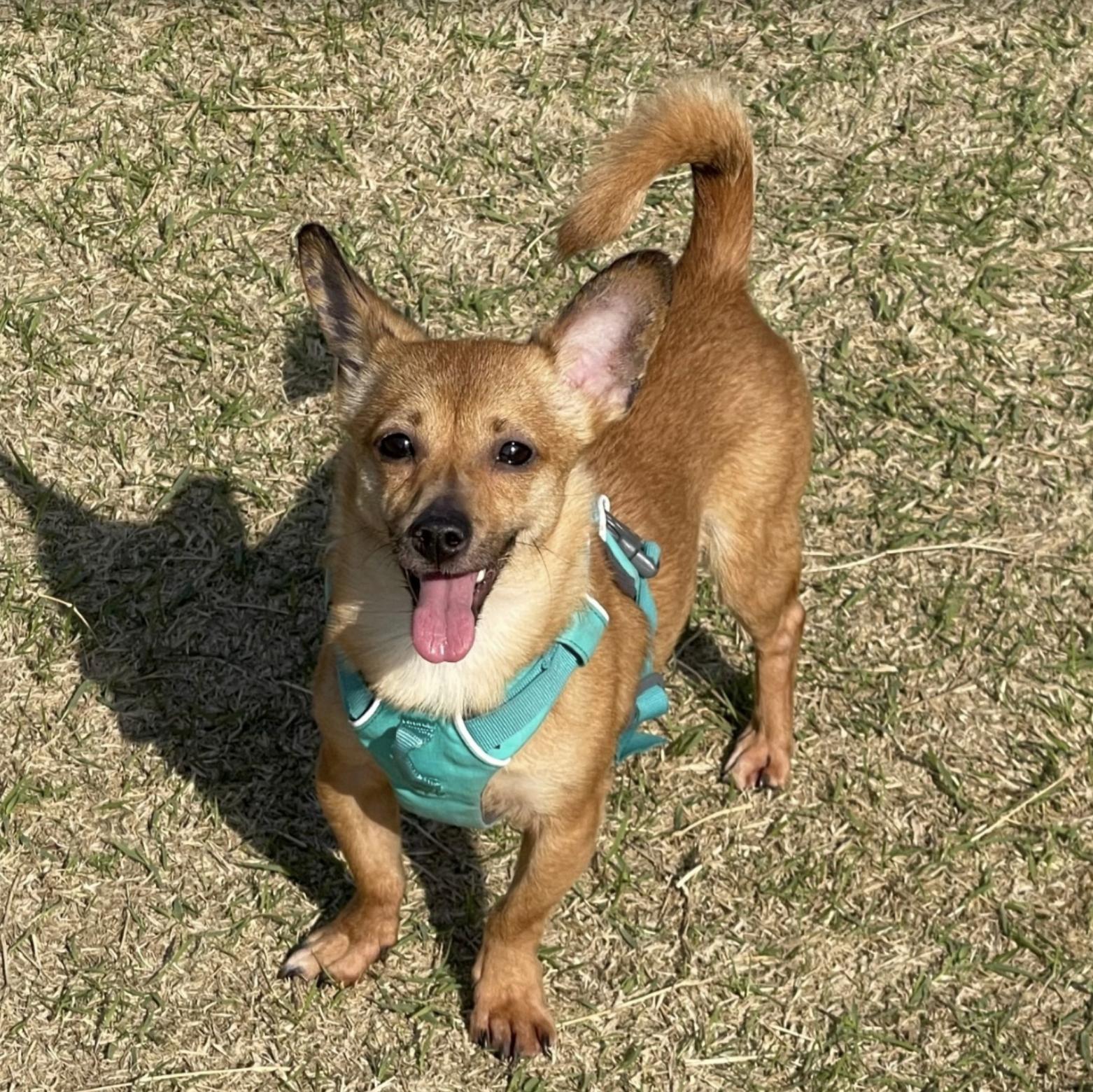 Enlarge Yuto, a Adoptable mixed breed in Astoria, NY image 7/8