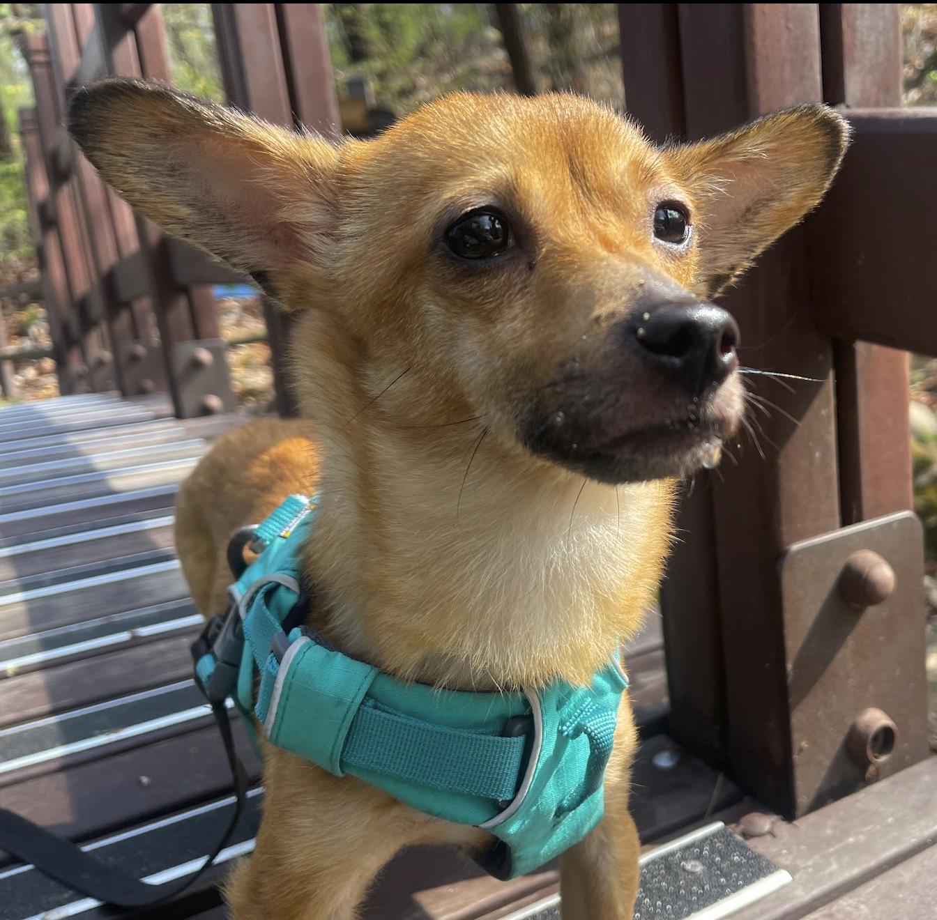 Enlarge Yuto, a Adoptable mixed breed in Astoria, NY image 8/8